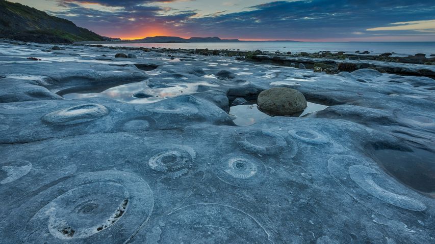 Ammoniten-Pflaster am Monmouth Beach, Jurassic Coast, Grafschaft Dorset, England, Vereinigtes Königreich