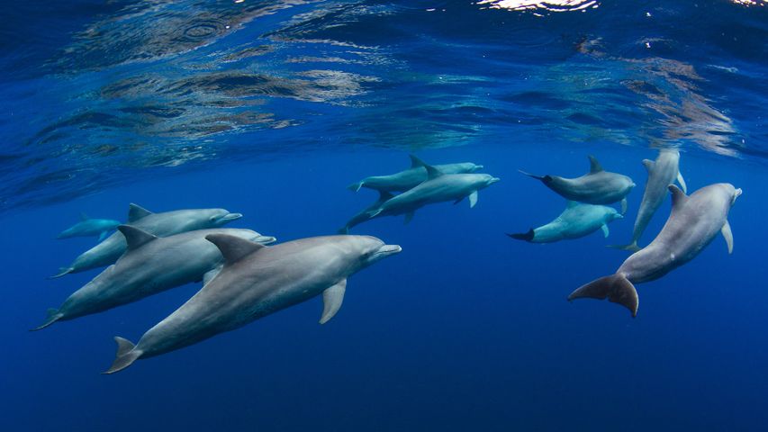 Delfine in der Nähe der Insel Réunion, Indischer Ozean, französisches Überseegebiet