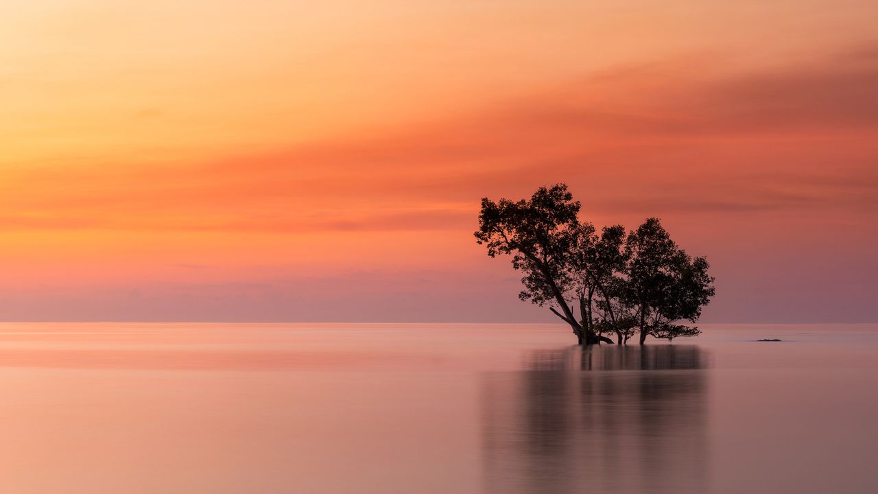 海上的一棵树