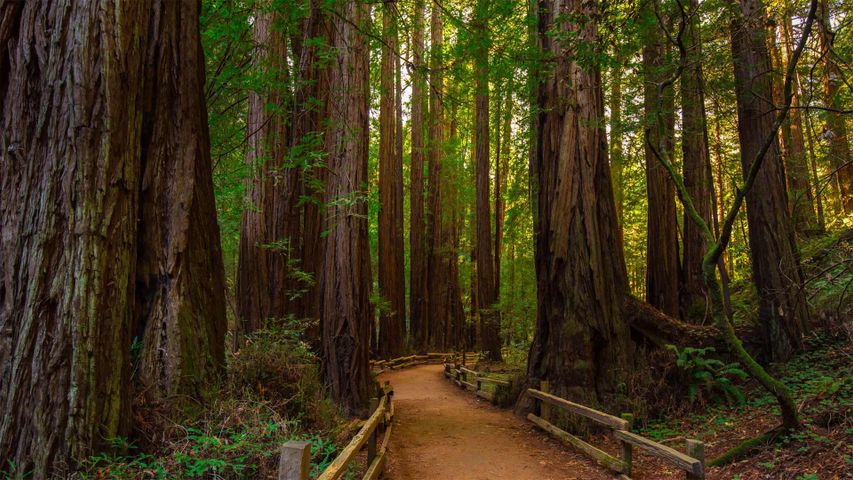 Muir Woods National Monument, San Francisco, Kalifornien, USA