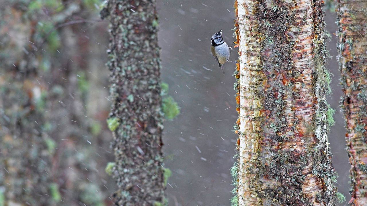 一只经受暴风雨的冠山雀，苏格兰