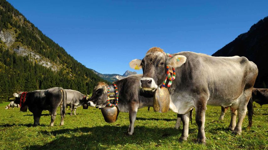 Geschmückte Kühe vor dem Almabtrieb, Tannheimer Tal, Tirol, Österreich