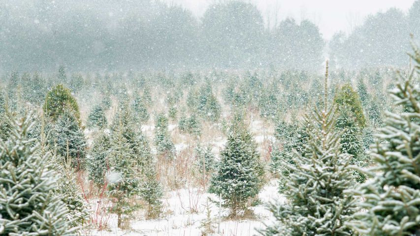 Weihnachtsbaumplantage bei Peterborough, Ontario, Kanada