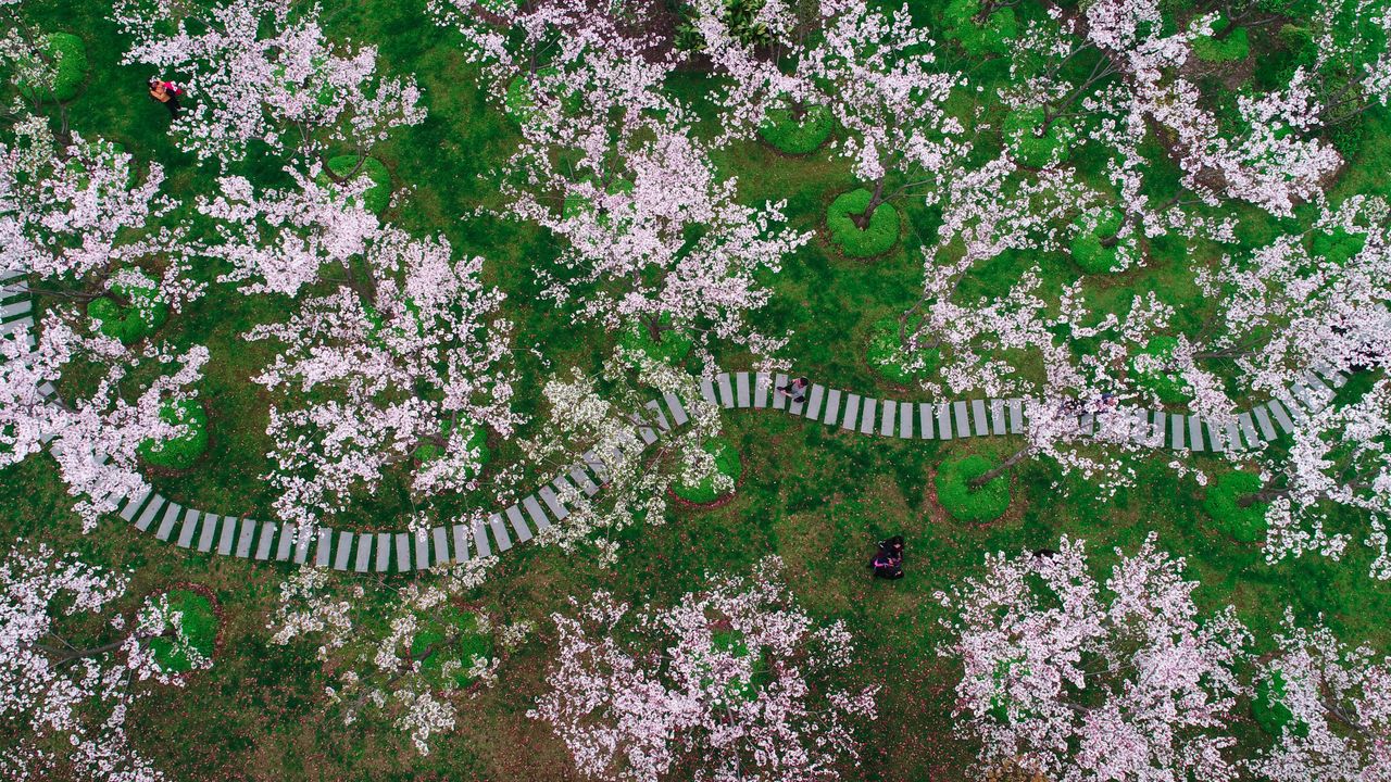 上海的樱花，中国
