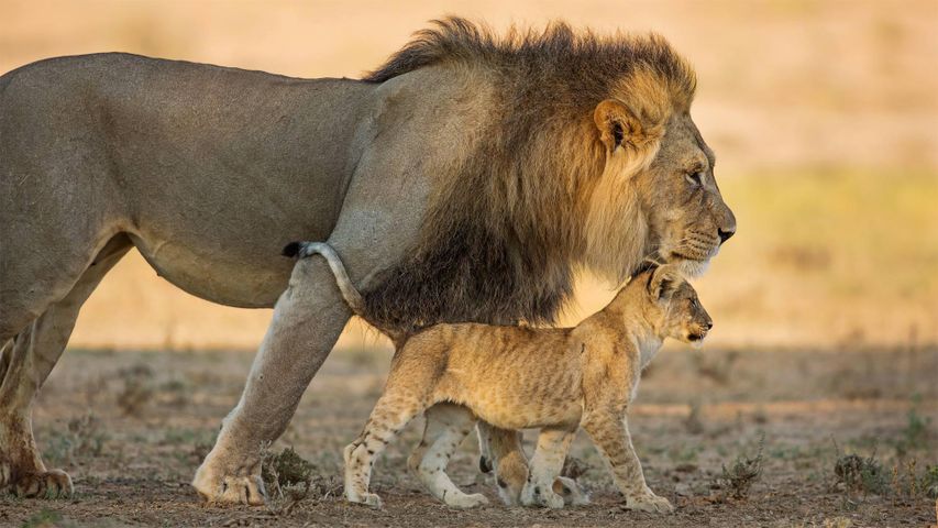 Löwe und Löwenjunges im Kgalagadi-Transfrontier-Nationalpark, Südafrika und Botswana