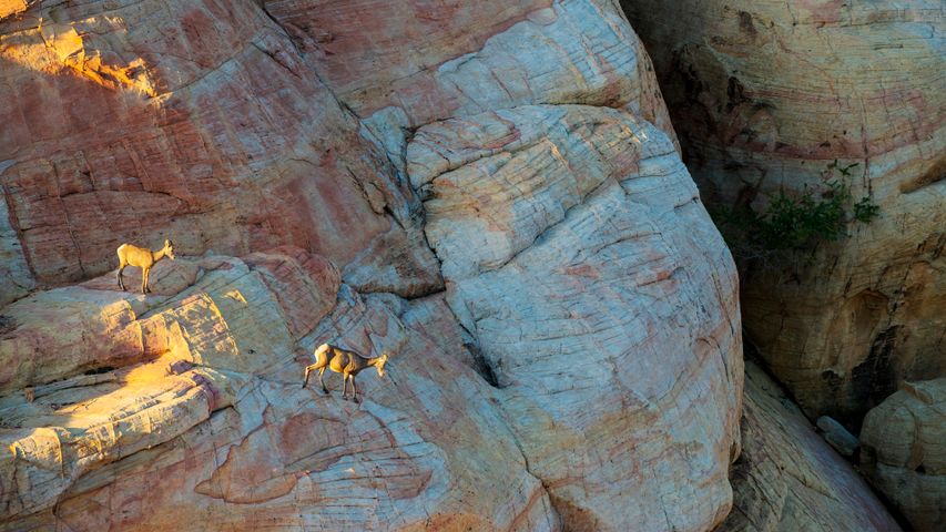 Wüsten-Dickhornschafe im Valley of Fire State Park, Nevada, USA