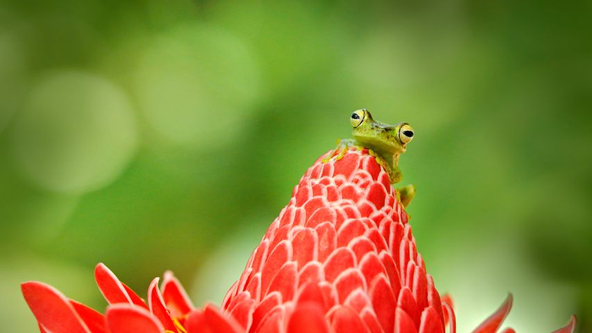 Kanalzonen-Baumfrosch, Costa Rica
