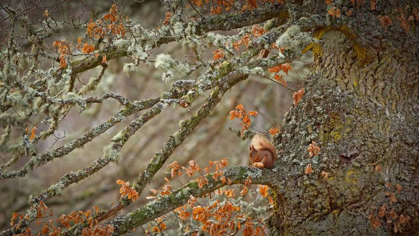 Eichhörnchen in den Highlands, Schottland