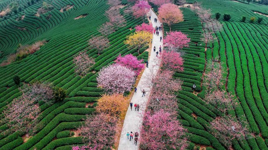 Blühende Kirschbäume in einer Teeplantage in Longyan, Provinz Fujian, China