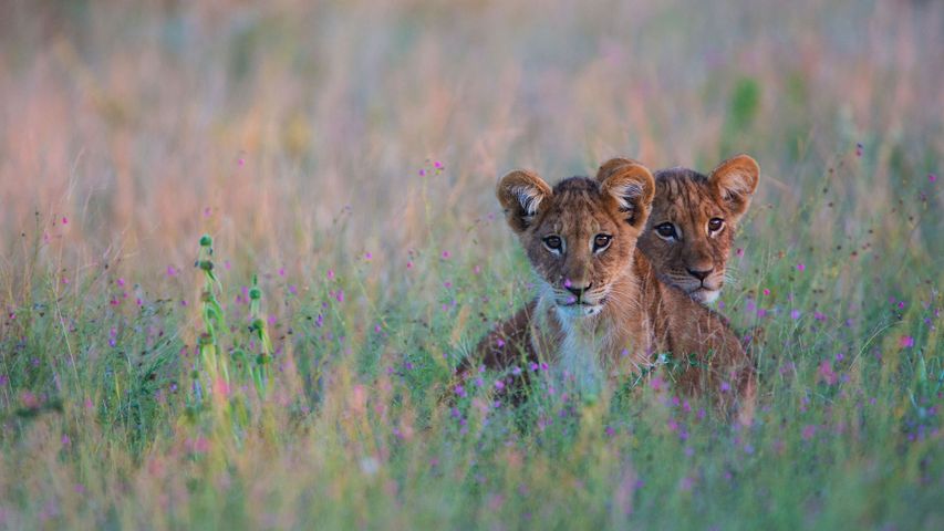 Löwenjunge im hohen Gras der Kalahari in Botswana