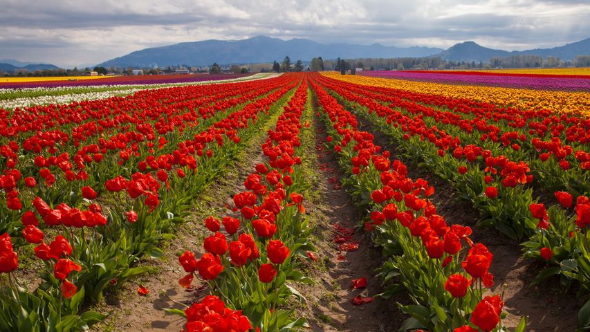 Tulpenfelder im Frühling, Skagit Valley, Washington, USA