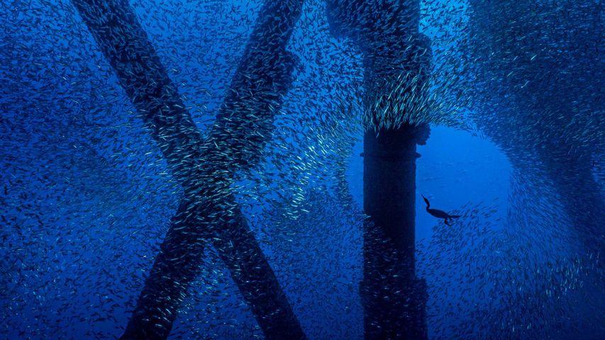 Eine Pinselscharbe jagt Pazifische Stachelmakrelen unter einer Ölplattform vor der Küste von Los Angeles, Kalifornien, USA