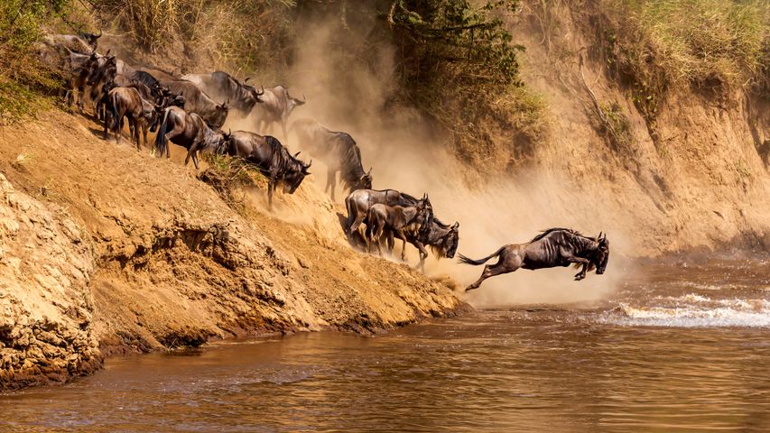 Große Gnuwanderung am Mara-Fluss, Kenia
