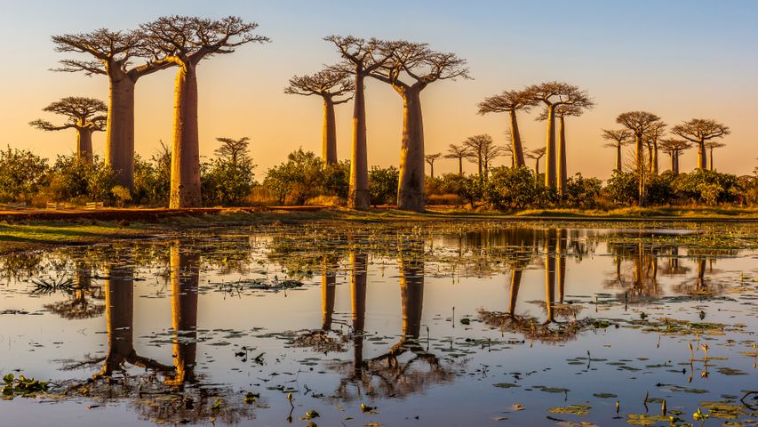 Affenbrotbäume bei Sonnenuntergang, Baobab-Allee, Madagaskar