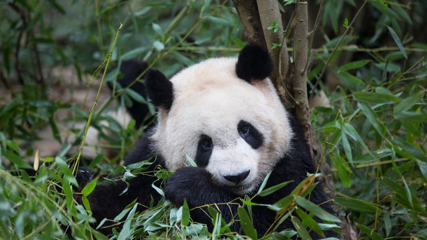 Großer Panda nascht Bambus, Chengdu, China