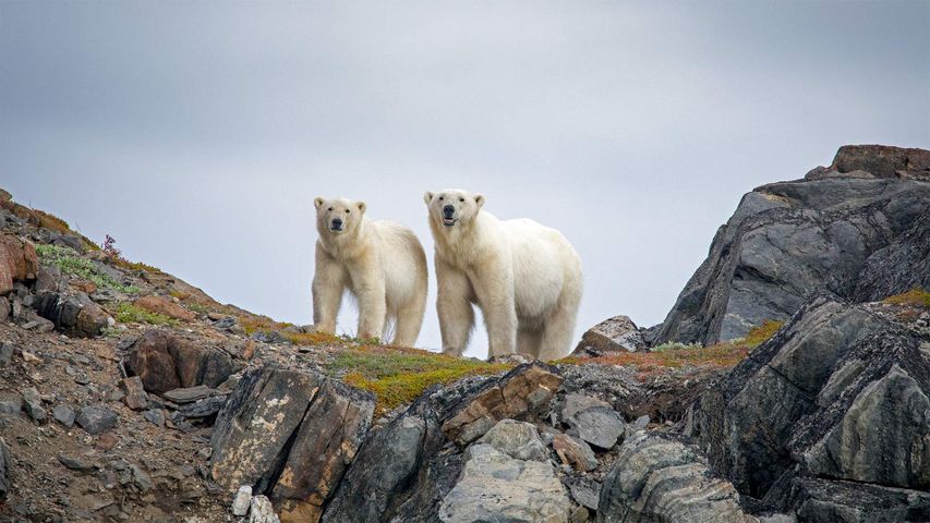 Eisbären im Torngat-Mountains-Nationalpark, Kanada