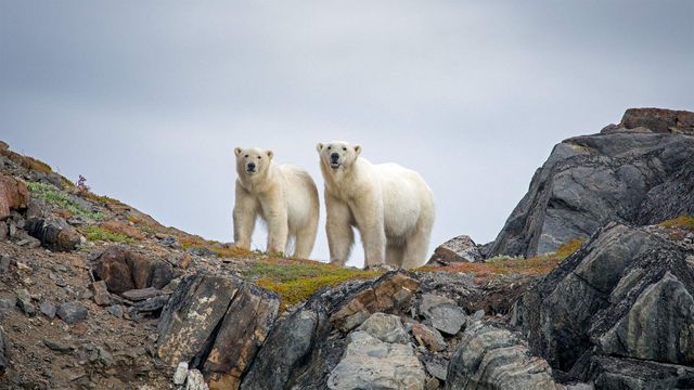 通戈山国家公园中的北极熊，加拿大