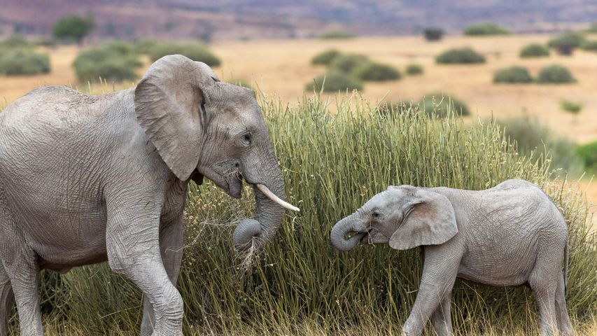 Wüstenelefant mit Kalb, Namibia