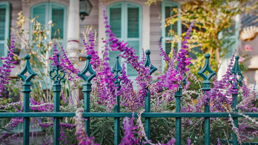 Blumen in einem Vorgarten in New Orleans, Louisiana, USA