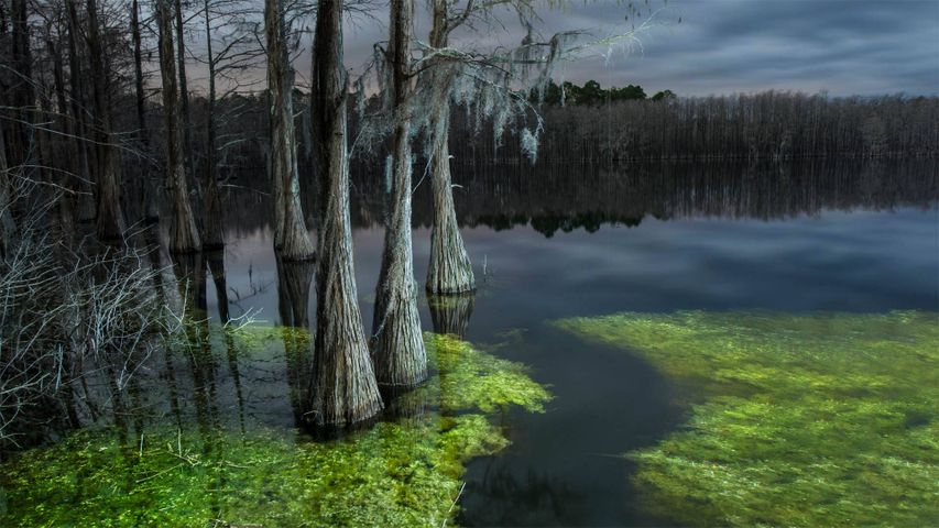 Pine Log State Forest, Florida, USA
