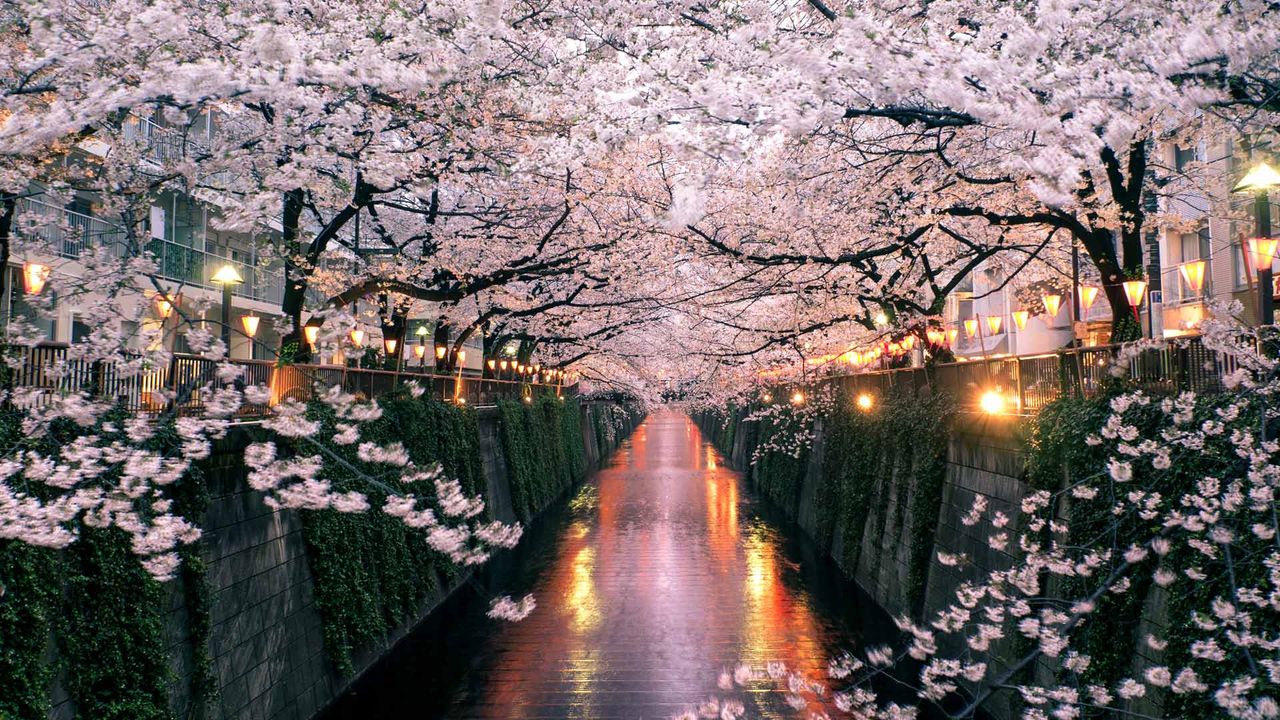 目黑川上盛开的樱花，日本东京