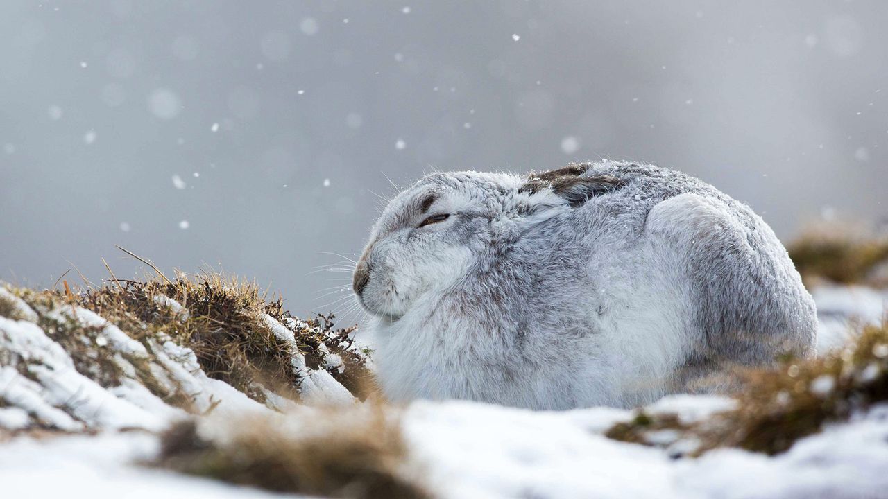 一只在暴风雪中蜷缩着的雪兔，英国苏格兰凯恩戈姆斯山脉