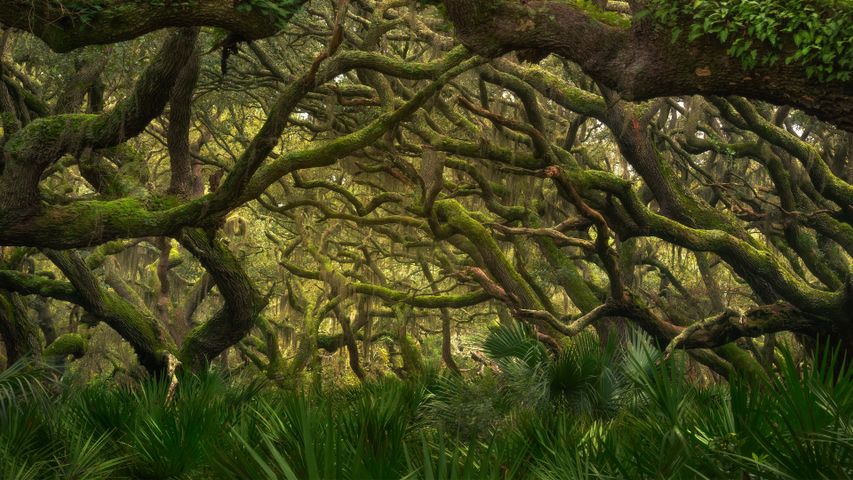 Maritimer Wald im Cumberland Island National Seashore, Georgia, USA