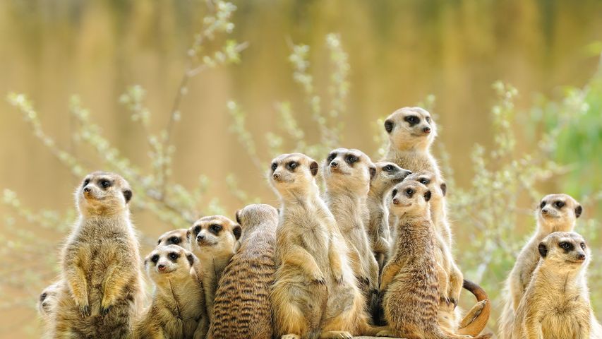 Erdmännchenfamilie