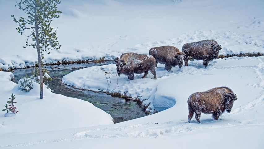 Amerikanischer Bison im Yellowstone-Nationalpark, Wyoming, USA