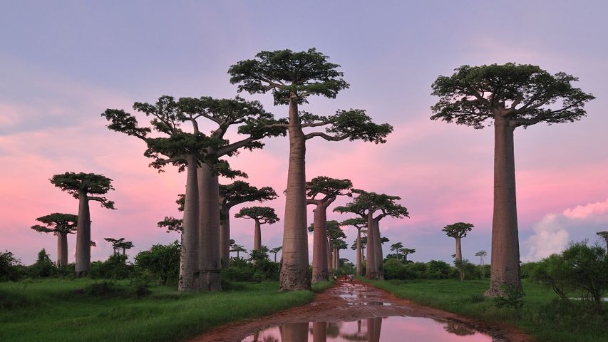 Affenbrotbäume bei Morondava, Madagaskar