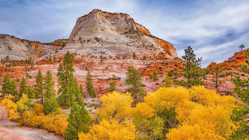 Herbstfarben im Zion-Nationalpark, Utah, USA