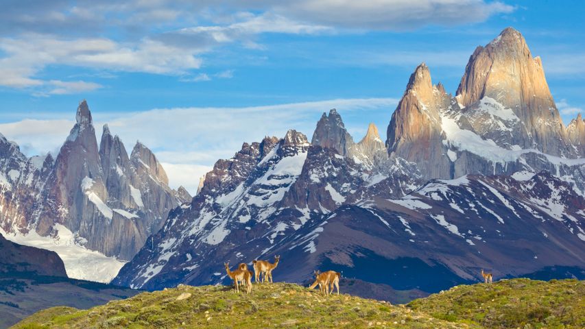 Guanakos, Nationalpark Los Glaciares, Patagonien, Argentinien