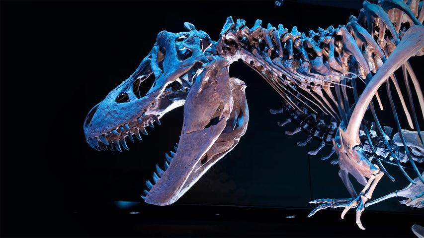 Fossiles Skelett eines Tyrannosaurus Rex