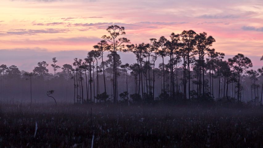 Sumpf-Kiefer, Everglades-Nationalpark, Florida, USA - Bing Fotos