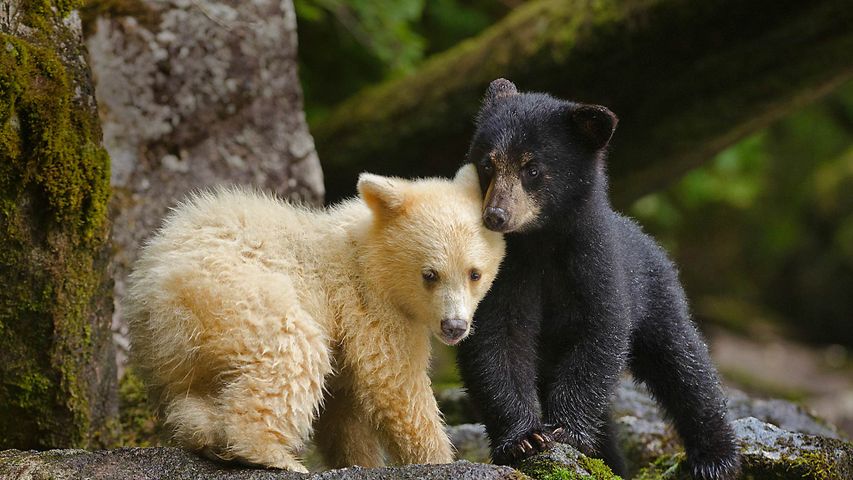 Ein Kermodebär-Junges mit seinem Geschwisterchen im Great Bear Rainforest in Kanada