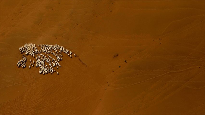 Schafherde in der Wüste Gobi, Innere Mongolei
