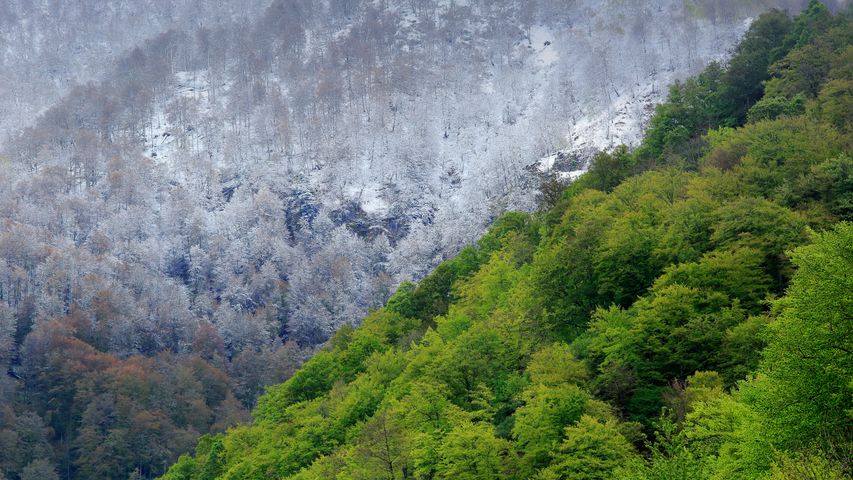 Das Naturschutzgebiet Muniellos in Asturien, Spanien