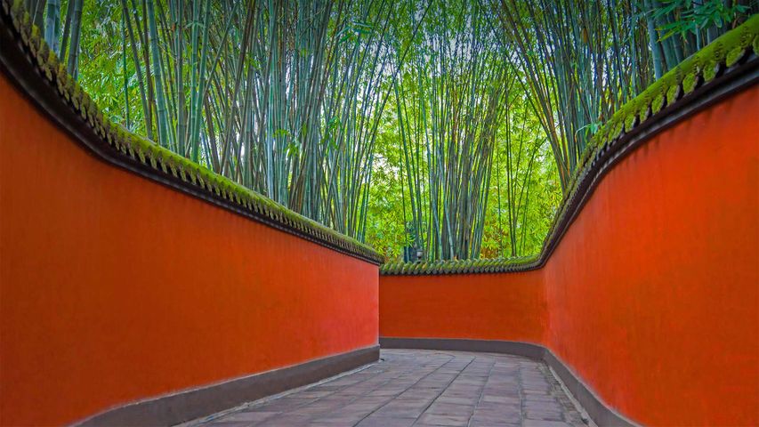Ein von roten Wänden gesäumter Pfad in einem Bambushain, Wuhou-Tempel, Chengdu, Provinz Sichuan, China