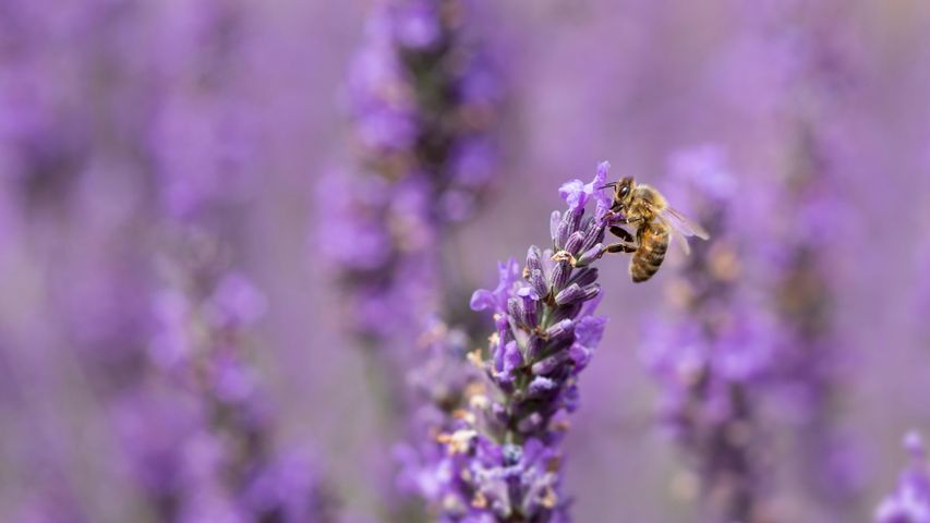 Honigbiene auf Lavendelblüte