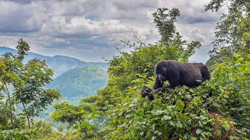 Ein Berggorilla im Bwindi Impenetrable National Park, Uganda