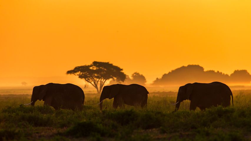 Elefantenfamilie im Amboseli-Nationalpark, Kenia