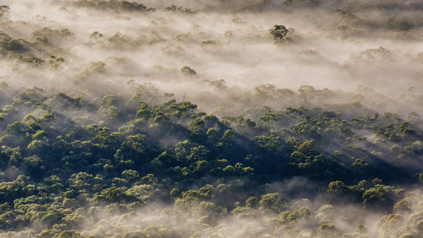 Eukalyptusbäume, Megalong Valley, Blue-Mountains-Nationalpark, Australien