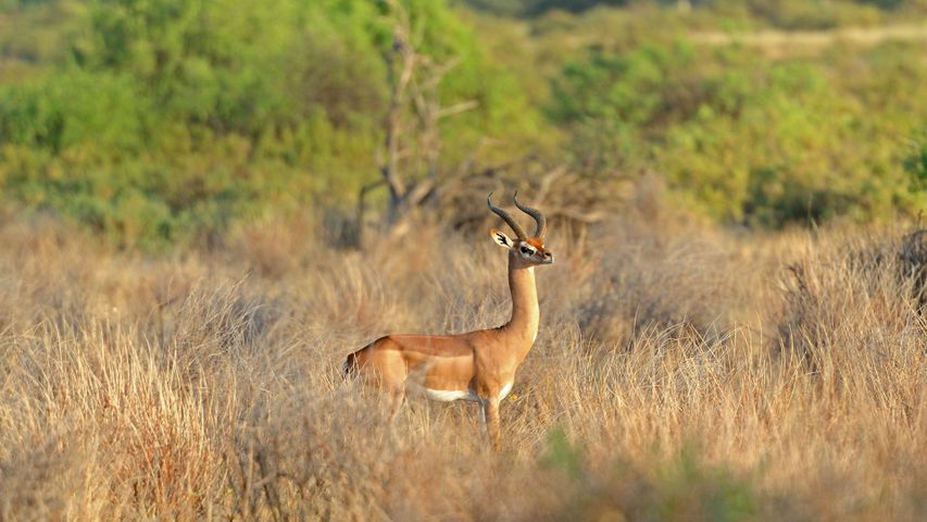 Giraffengazelle im Tsavo-Nationalpark, Kenia