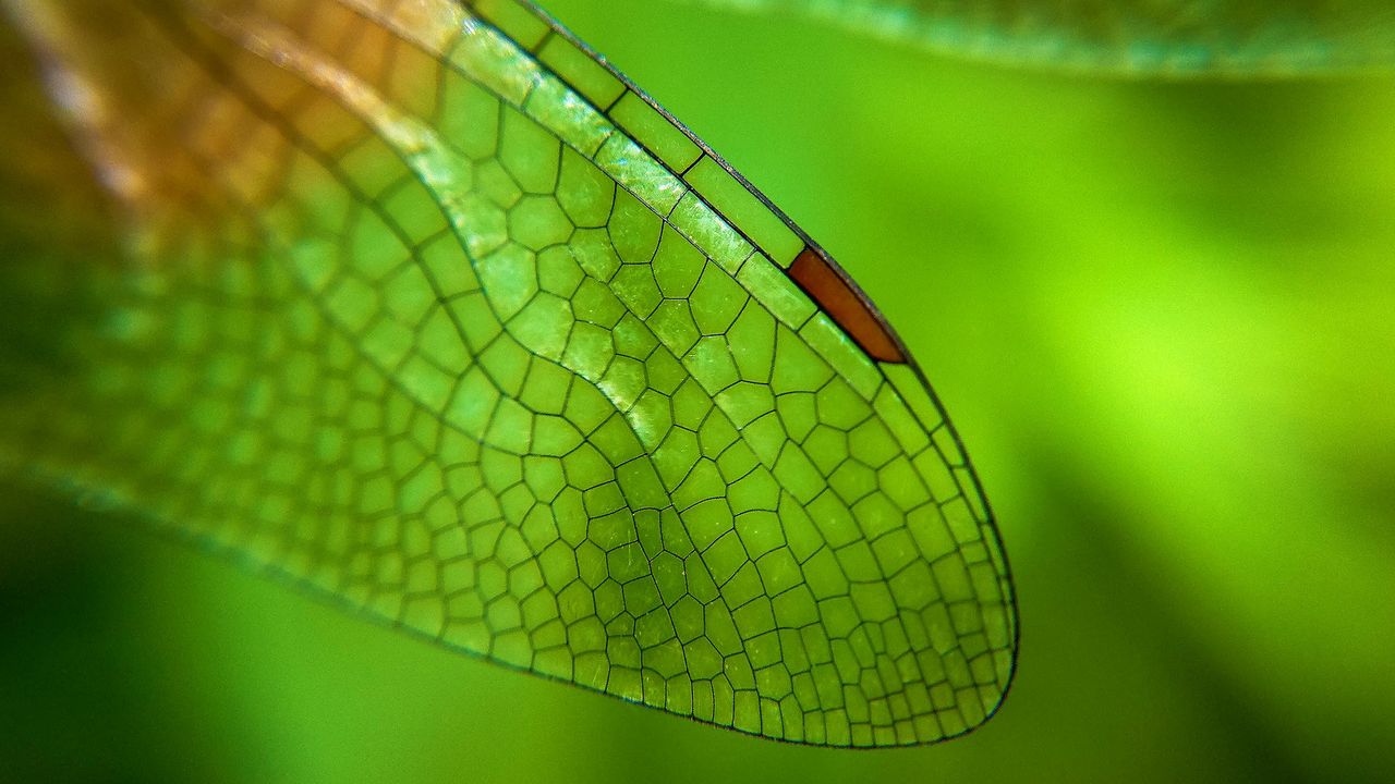 蜻蜓翅膀特写