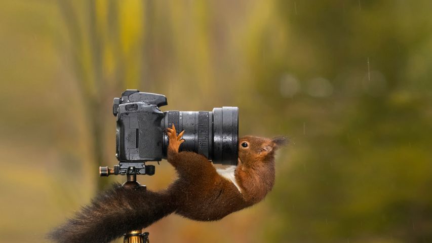 Ein Eichhörnchen schaut in das Objektiv einer Kamera