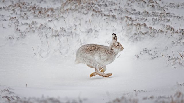 在白雪覆盖的高地上奔跑的雪兔，苏格兰