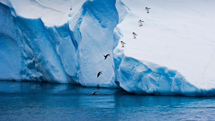 Adeliepinguine beim Sprung von einem Eisberg, Antarktis