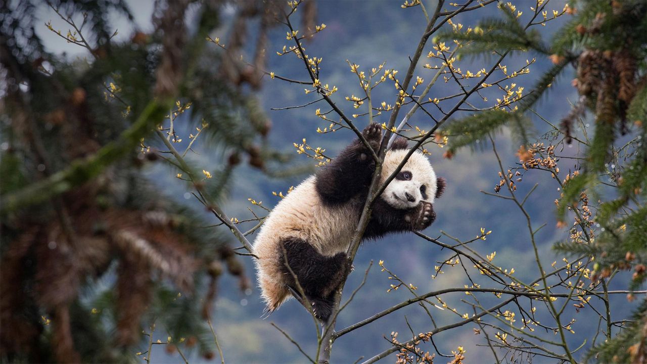 碧峰峡熊猫基地的大熊猫宝宝，中国四川